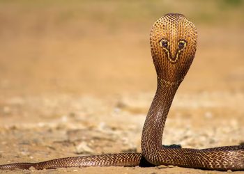 Cobra is one of the most venomous snakes in the world.