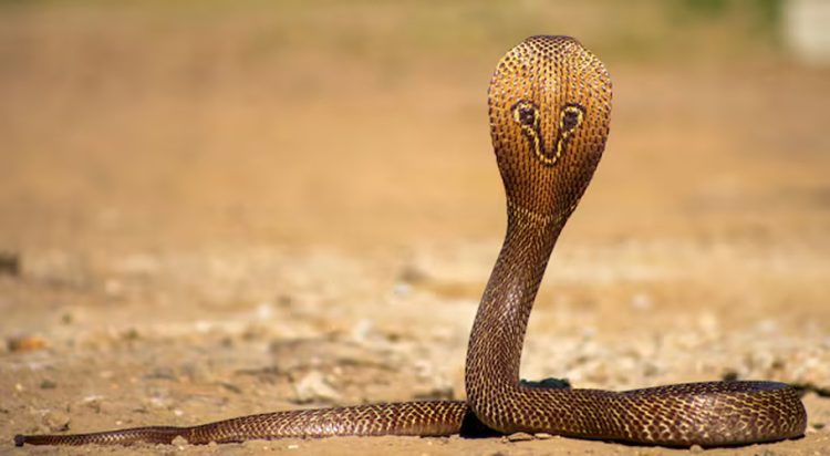 Cobra is one of the most venomous snakes in the world.