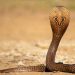 Cobra is one of the most venomous snakes in the world.