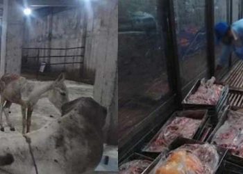 Donkey Meat