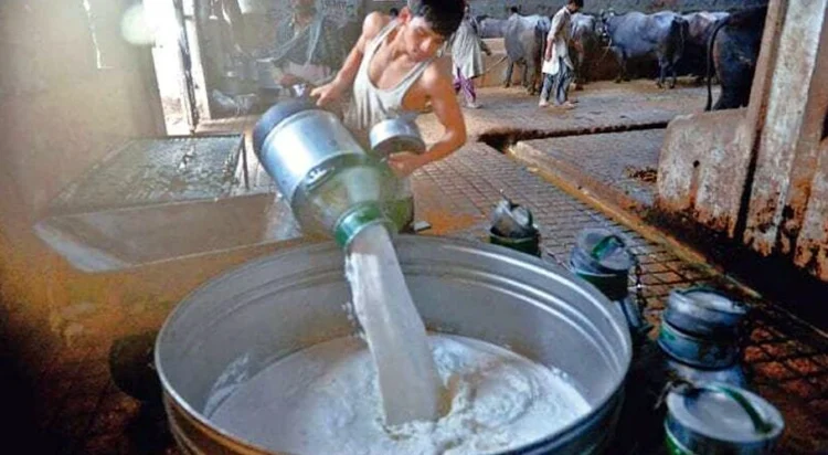 Milk
