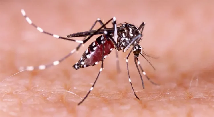 Dengue