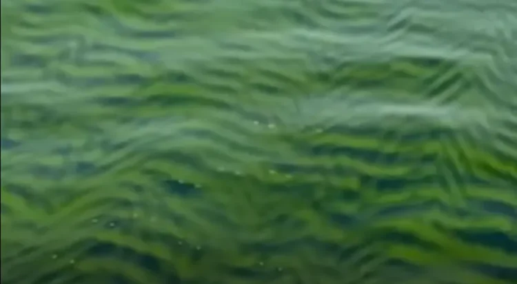 screengrab