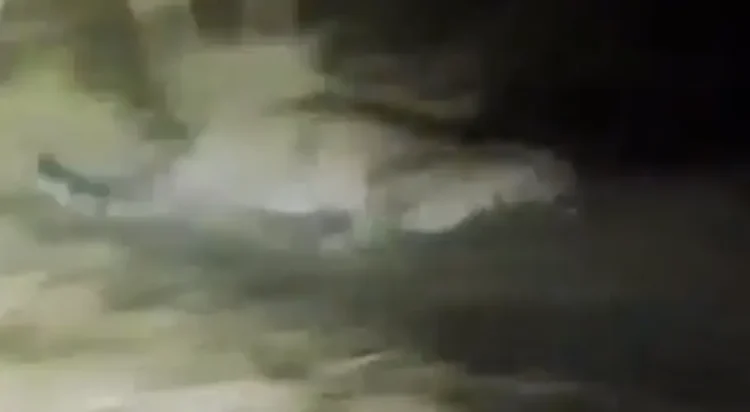 The animal was initially spotted hiding in bushes on the campus, causing panic among students and staff. (Screengrab)