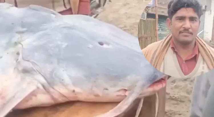 Massive 65-kg fish caught in River Ravi sparks local buzz (Screengrab)