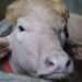 A sacrificial albino buffalo named after US President Donald Trump which recently went viral, is pictured at an agro farm ahead of Eidul Adha, in Narayanganj, Bangladesh, May 20, 2026. - Reuters