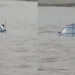 Content Seekers Rescued After Vehicle Washed Away in Naran