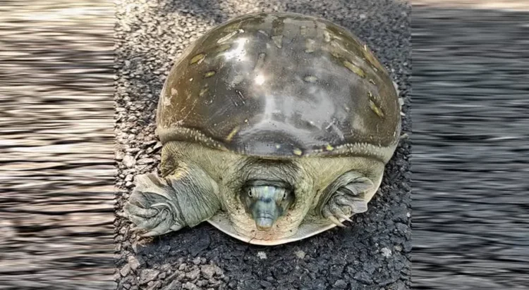 Indian flapshell turtle (Image: Facebook/Tisha Mukherjee)