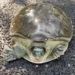 Indian flapshell turtle (Image: Facebook/Tisha Mukherjee)